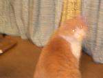Looking away, a coy Mufasa