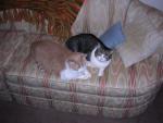 Mufasa and Jasper